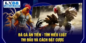 Đá Gà Ăn Tiền - Tìm Hiểu Luật Thi Đấu Và Cách Đặt Cược